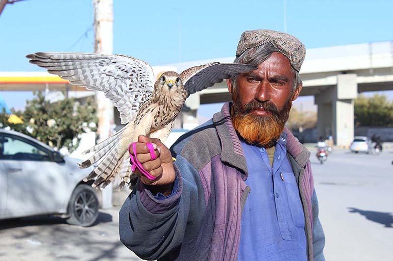 Man holding eagle and waiting for customer to sell at Jinnah Town Area Man holding eagle and waiting for customer to sell at Jinnah Town Area