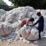 Farmers busy in making bundle of cotton at Ghala Mandi