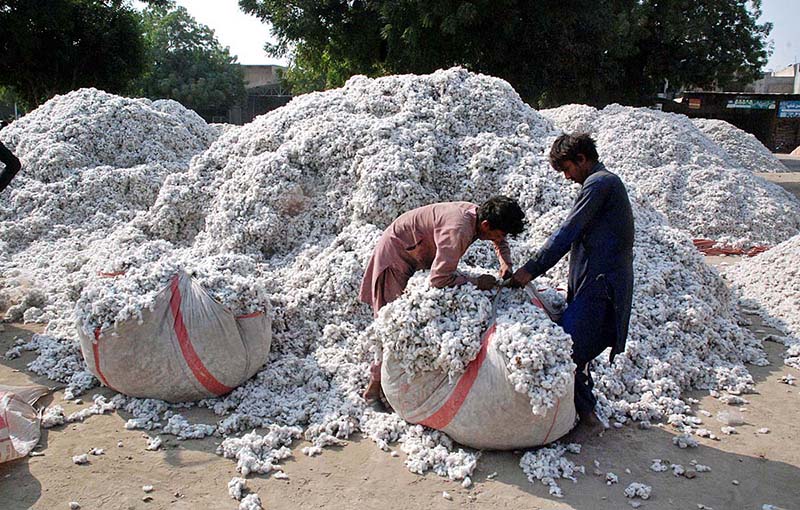 Farmers busy in making bundle of cotton at Ghala Mandi