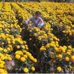 A former plucking ball yellow flowers to delivery flower market at his field area.