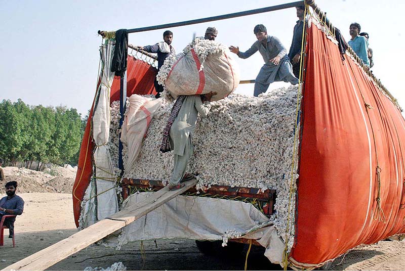 Farmers busy in making bundle of cotton at Ghala Mandi