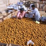 Worker arranging and packing the chico at Fruit Market.