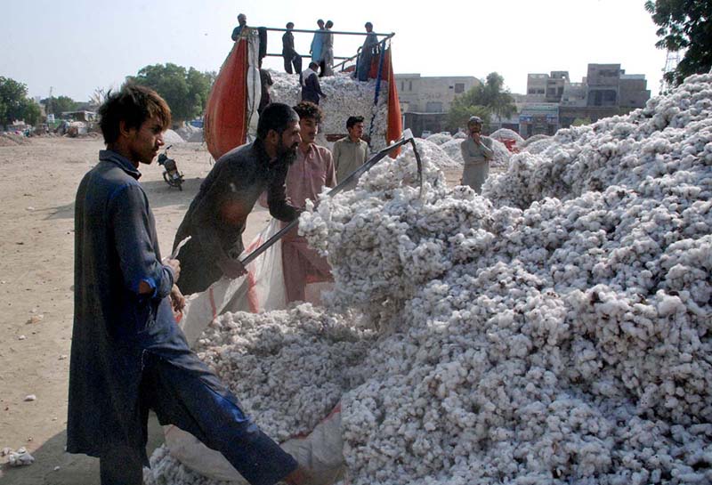 Farmers busy in making bundle of cotton at Ghala Mandi