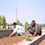 PHA workers busy planting on green belt at Greater Iqbal Park