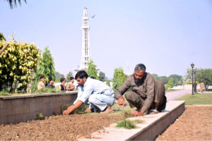 PHA workers busy planting on green belt at Greater Iqbal Park