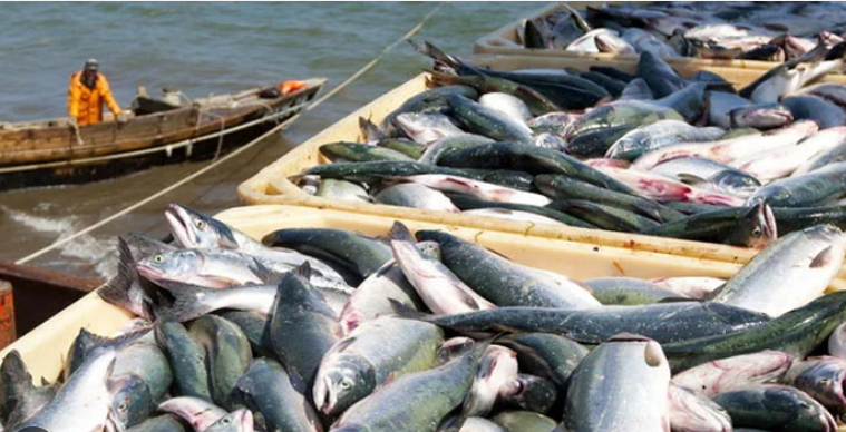 Fish exports earn $123 mln for Pakistan in 4 months