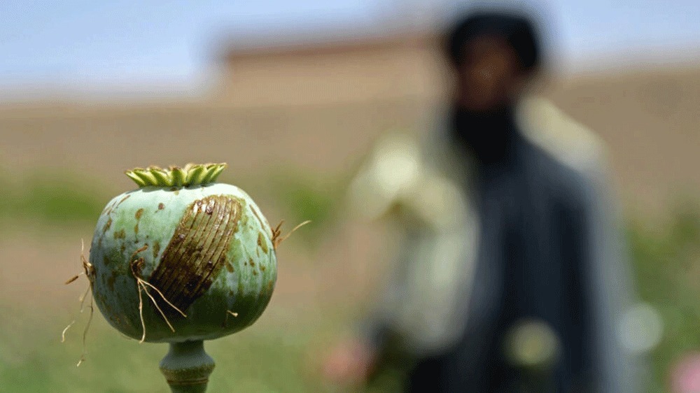 Opium cultivation in Afghanistan plunges by 95% under Taliban: UN