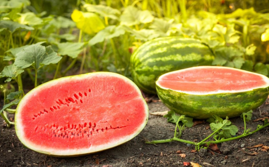 Farmers advised to start cultivation of melon, water melon in tunnels