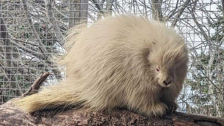 albino