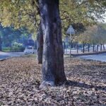 A view of dry leaves drops from trees at G-9 as the Autumn season starts in Federal Capital.
