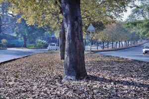 A view of dry leaves drops from trees at G-9 as the Autumn season starts in Federal Capital.