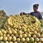 A vendor arranging and displaying guava to attract the customers at G-9/4 in Federal Capital