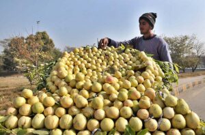 A vendor arranging and displaying guava to attract the customers at G-9/4 in Federal Capital