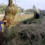 CDA workers wrap the roadside plantlets with fodder to protect them from harsh weather in winter season