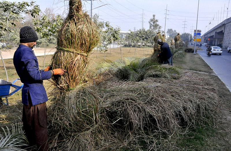 CDA workers wrap the roadside plantlets with fodder to protect them from harsh weather in winter season