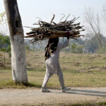 A man on his way carrying a bundle of dry wood on his head for domestic use.