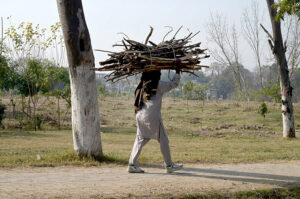 A man on his way carrying a bundle of dry wood on his head for domestic use. 