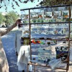 A vendor selling colorful fish at Sector G-11 in Federal Capital.