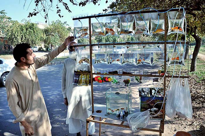 A vendor selling colorful fish at Sector G-11 in Federal Capital.