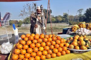 A vendor arranging and displaying guava to attract the customers at G-9/4 in Federal Capital