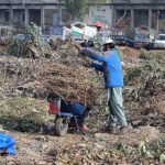 Laborer collecting dry wood branches outside Fruit and Vegetable Market in the Federal Capital