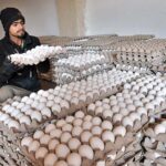 A shopkeeper busy in arranging and displaying eggs at his shop as demand increased during winter season