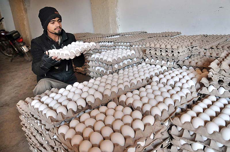 A shopkeeper busy in arranging and displaying eggs at his shop as demand increased during winter season
