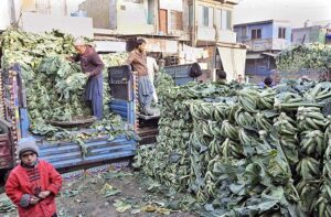 Labourers busy in arranging after unloading vegetable (cauliflower) from delivery truck at Vegetable Market