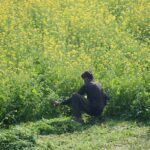 A farmer cutting green fodder for animals at his farm field.