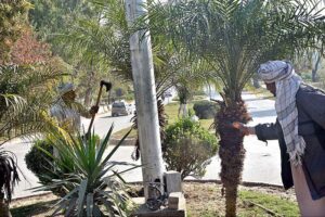 CDA workers cutting branches of trees on greenbelt at Shah Latif Bhattai Road in Federal Capital