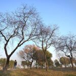 Trees without leaves depicts the transformation of fall season to winter in the federal capital.