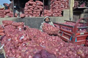 Laborer collecting dry wood branches outside Fruit and Vegetable Market in the Federal Capital