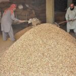 Workers busy in cleaning peanuts at Khana Pull