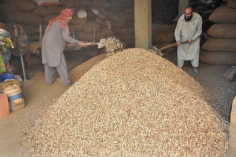 Workers busy in cleaning peanuts at Khana Pull