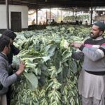 Labourers busy in arranging after unloading vegetable (cauliflower) from delivery truck at Vegetable Market
