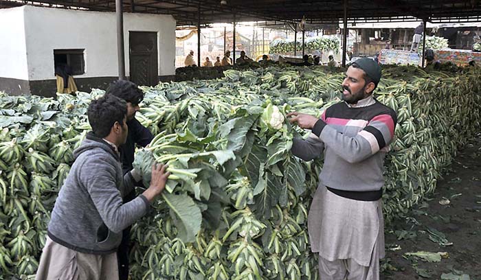Labourers busy in arranging after unloading vegetable (cauliflower) from delivery truck at Vegetable Market