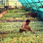 PHA worker busy arranging mini plants at a local nursery