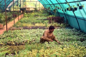 PHA worker busy arranging mini plants at a local nursery