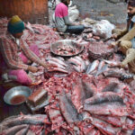 A fish seller cleaning fishes to attract the customers at their setup in wholesale fish market.