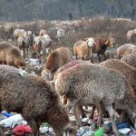 A shepherd guarding herd of sheep at greenbelt along Islamabad Expressway at Khanna Pul