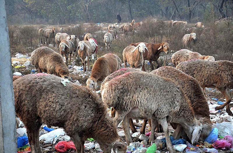 A shepherd guarding herd of sheep at greenbelt along Islamabad Expressway at Khanna Pul