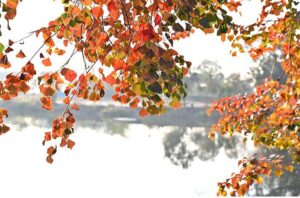 A beautiful view of colorful leaves on tree at during autumn season in Federal Capital