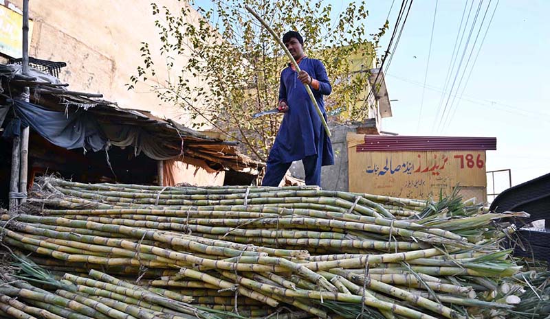 A vendor is cleaning sugar cane before making pieces at his roadside setup