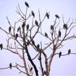 A flock of birds sitting on the branches of tree.
