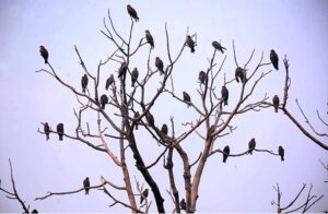 A flock of birds sitting on the branches of tree. 