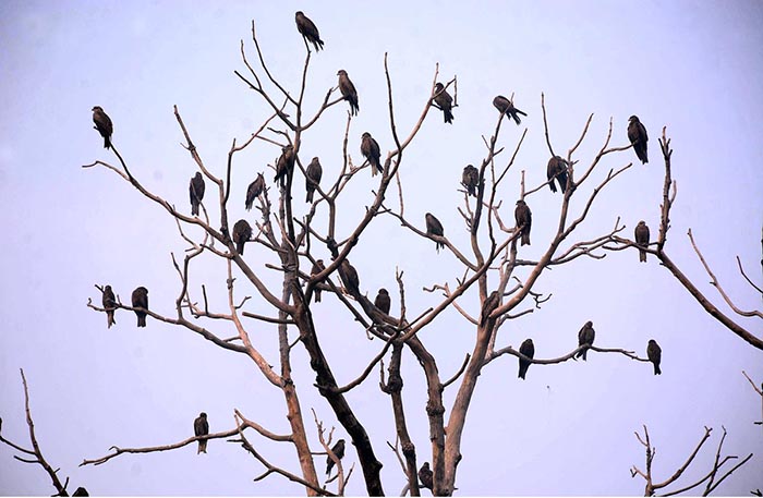 A flock of birds sitting on the branches of tree.