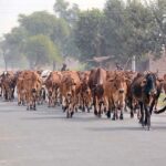 A herd of cows on the way heading towards grazing field.