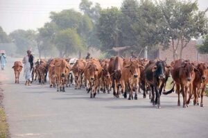 A herd of cows on the way heading towards grazing field.