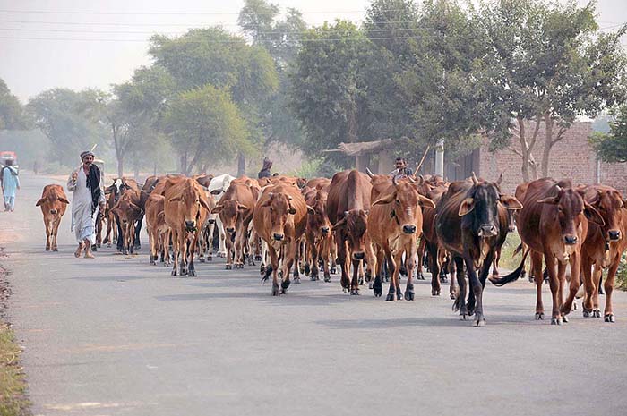 A herd of cows on the way heading towards grazing field.