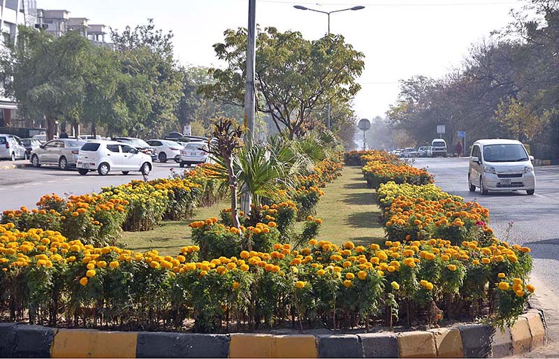 An attractive view of seasonal flowers flourishing and blooming at a greenbelt in G-8 Markaz